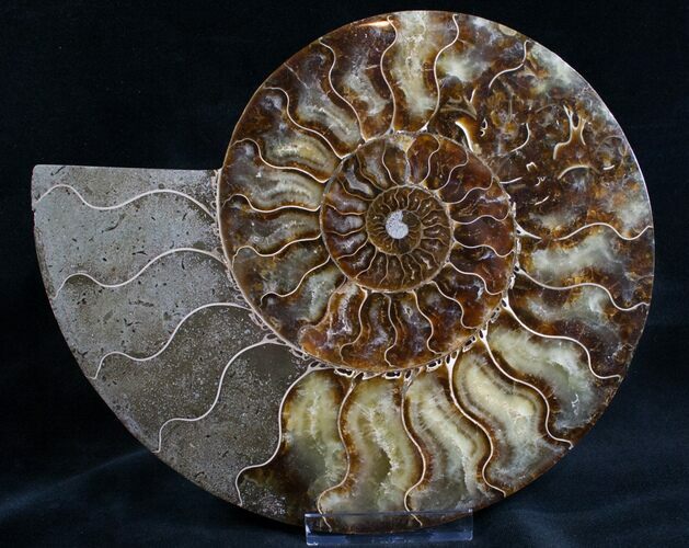 Split Ammonite Half - Agatized Chambers #7573